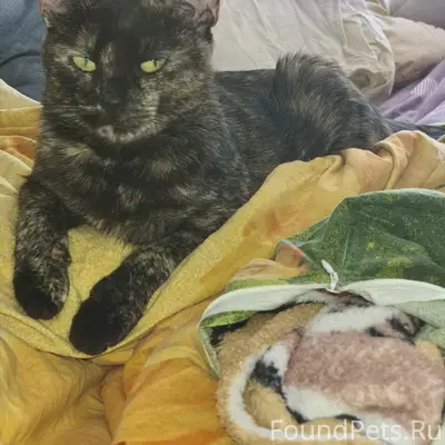 Пропала многоцветная кошка, район дач