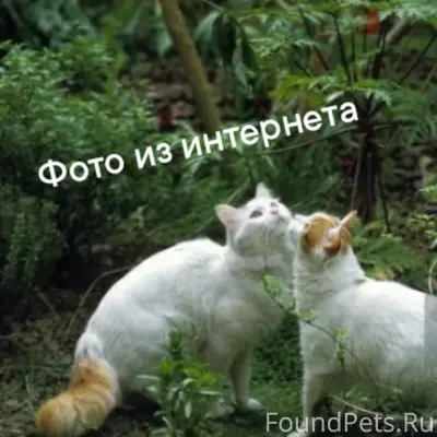 Найдена бело-рыжая кошка, Красносельский район