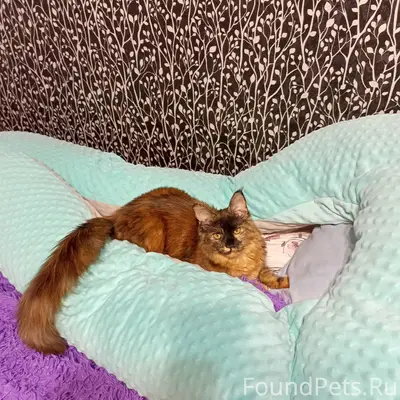 Пропала кошка, район Шоколада