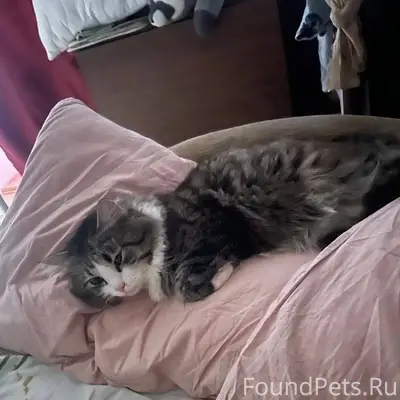 Пропал кот Мася, Юбилейный д.7