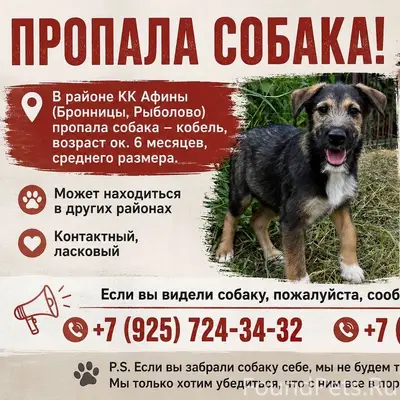 Пропал щенок, Бронницы, село Рыболово