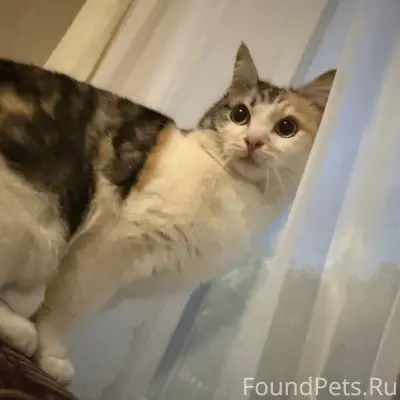 Найдена кошка, Явтысого3а