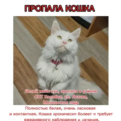 Пропала белая кошка мейн-кун, СНТ Колобок