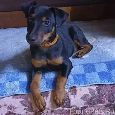 Пропала собака Деси, д. Кошкино