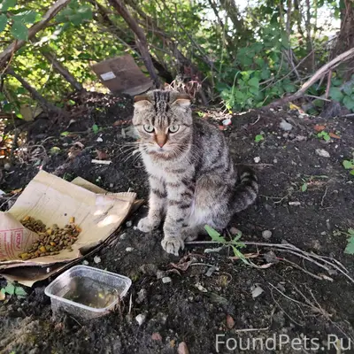 Найдена кошка, [место не указано]