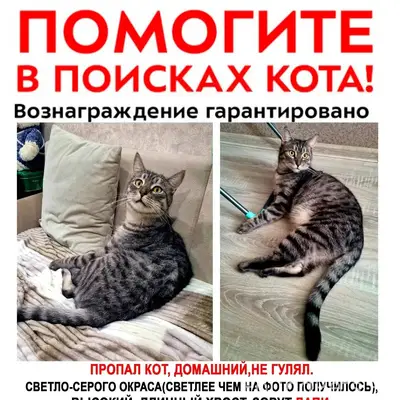 Пропал кот Лапи, Ногинск
