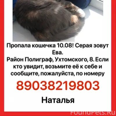 Пропала кошка, без указания места