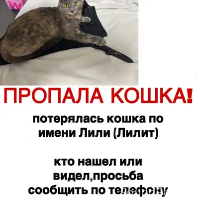 Пропала кошка Лили, Мирная 12