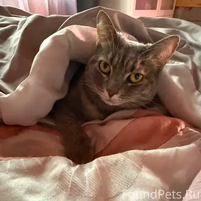 Пропала кошка, Павшино