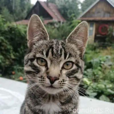 Пропал кот Барсик, Городец