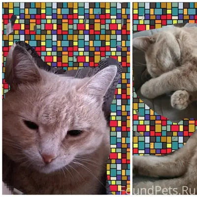 Пропал кот Пушок, Емельяново