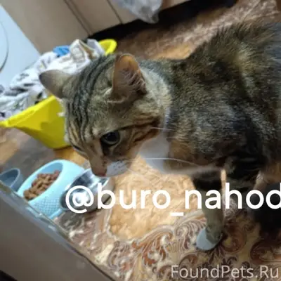Найдена кошка, второй лесозавод