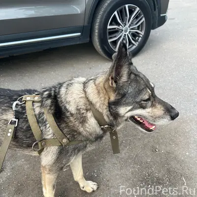 Найден тип собака, г. Рыбное