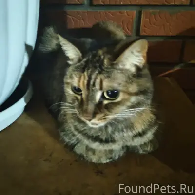Пропала кошка, Чайковский, район Камская 9