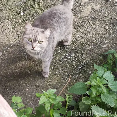 Найдена молодая кошка, [место не указано]