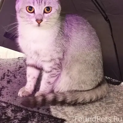 Пропала кошка, район Больницы