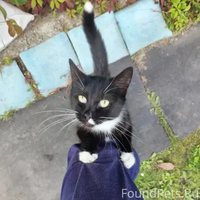 Найдены кошки, Ново-Талицы