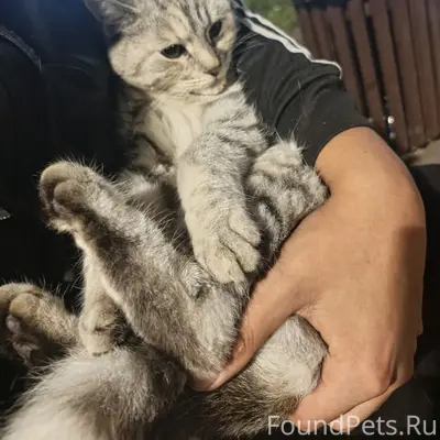 Найдена кошка, возле магазина «Пятёрочка»