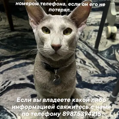 Пропал кот, Выкса