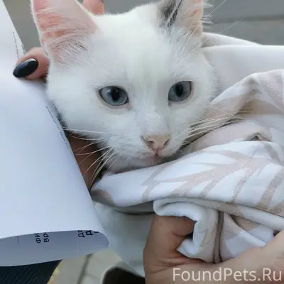Найден молодой котик, [без клички]
