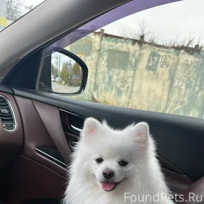 Пропал белый шпиц