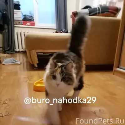 Найдена кошка, Архангельск, Воронина 25