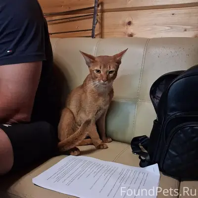 Пропал кот