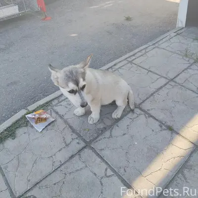 Найден щенок, похожа на помесь с хаски, район 3 участка