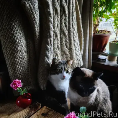Пропал сиамский кот Бабайка, деревня