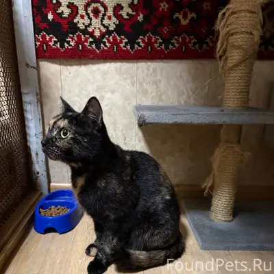 Найдена кошка, улица Архипова