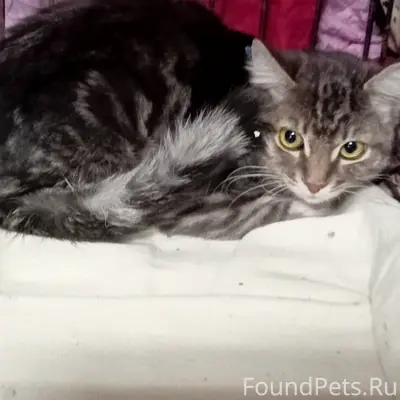 Найден котёнок, у Мередиана