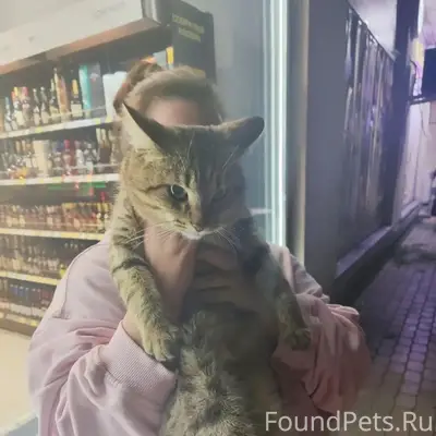 Найден кот, Кошелев Парк