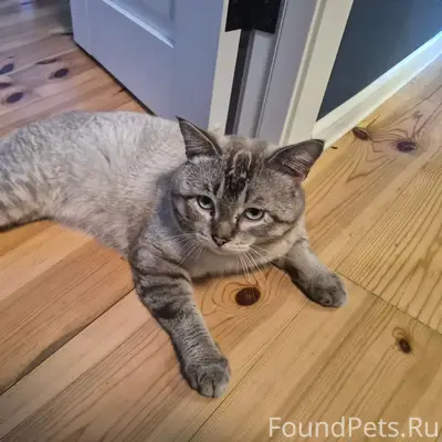 Найден кот Кокс, Иркутск
