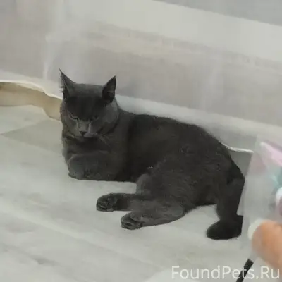 Пропал кот Марсик, улица Магистральная