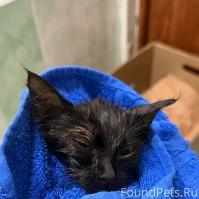 Найден котёнок, Домодедово, центр