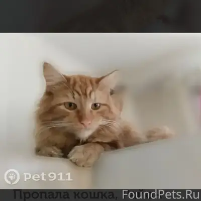 Пропал кот, Южнобутовская ул.