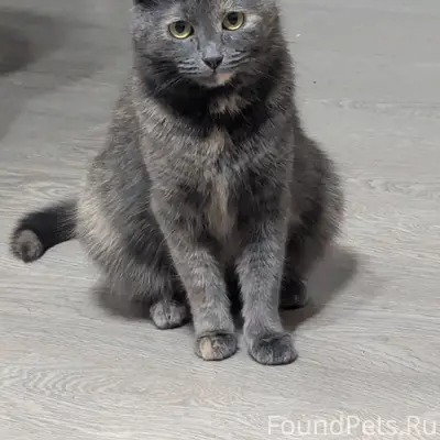 Пропала кошка Пуся, Ташкентская ул.