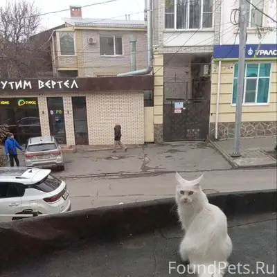 Пропала кошка Мисси, Таганрог