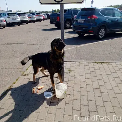 Пропал молодой кобель, чёрный с рыжим, ул. Захарова