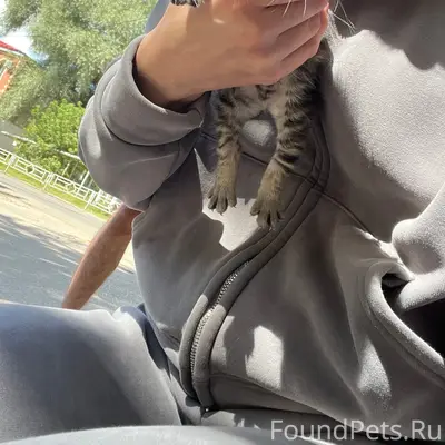 Найдена кошка с котятами в Кинеле
