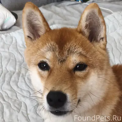 Пропала