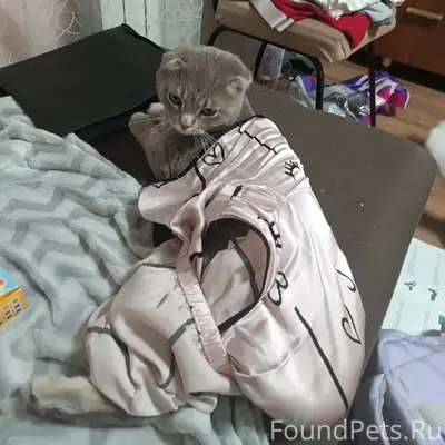 Пропал кот Бантик, Рышково