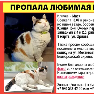 Пропала белая кошка, Белгород