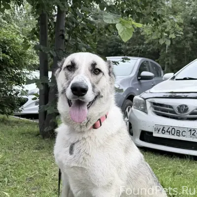 Пропала собака Бэль, район ул. Рейдовая