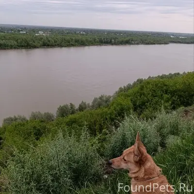 Пропала собака Ева, Правобережный тракт