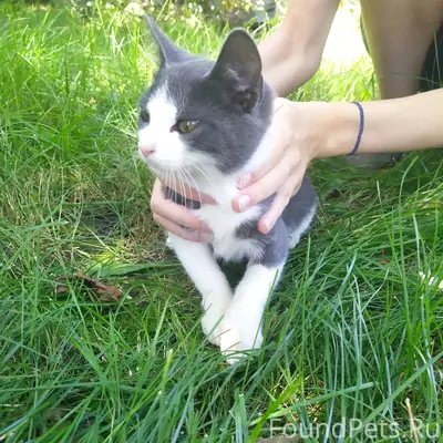 Найдена кошка, с. Чертовицы
