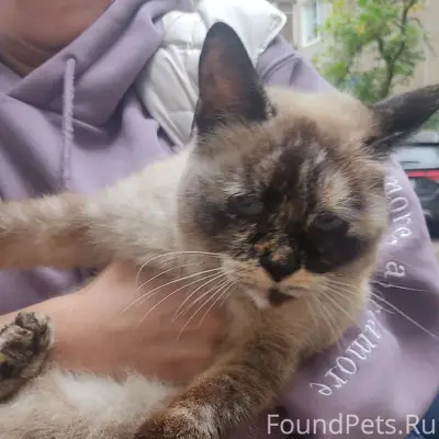 Найдена домашняя кошка, Сормово, Нижний Новгород