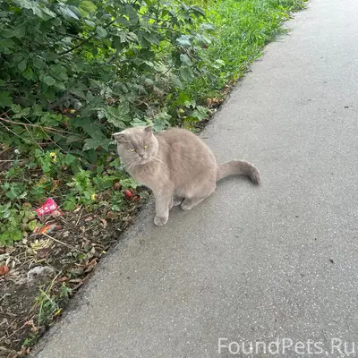 Найдена кошка, Барнаул