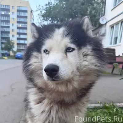 Найден верный друг, Вокзальная 6а
