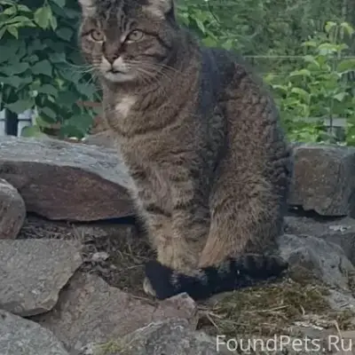 Пропал кот Барсик, ул. Скалистой 7